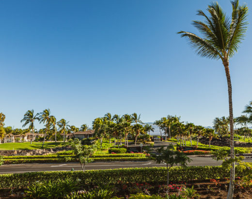 Palm tree and blue skys in Waikola Hawaii © Joel Hartz