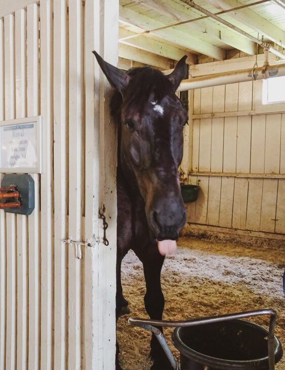 Horse sticks his tongue out