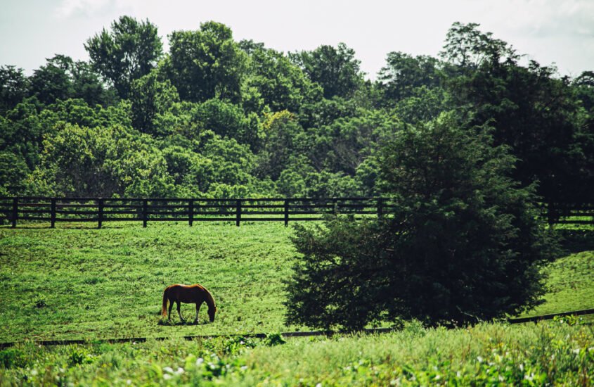 Road Trip through Kentucky’s Bourbon Trail