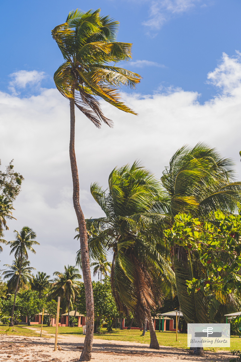 Palm trees line the path with Canopies in the background at Seven Seas Beach Park, Fajardo Puerto Rico