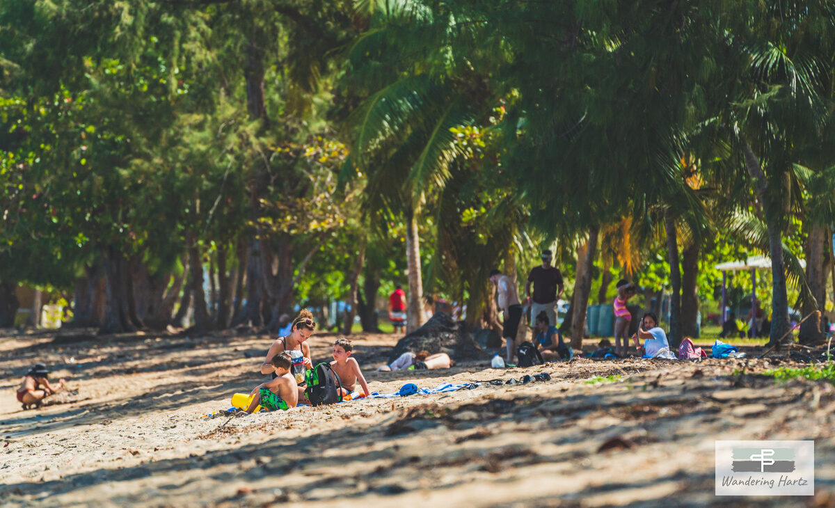 Families sitting in shade of palm trees on Seven Seas Beach, Fajardo Puerto Rico 