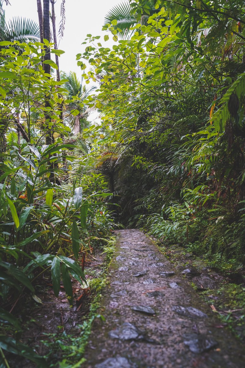 footpath in tropical rainforest