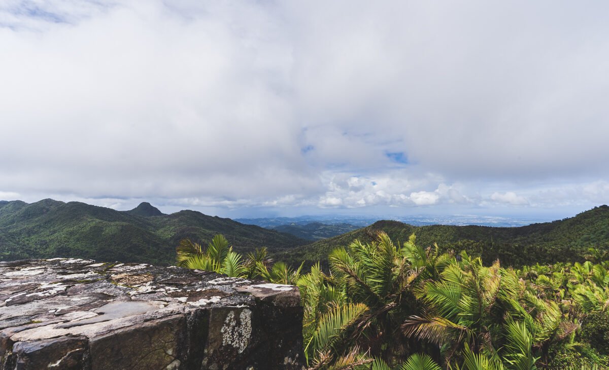 Amazing Cloud Forest Hike to Mt Britton Tower The Wandering Hartz