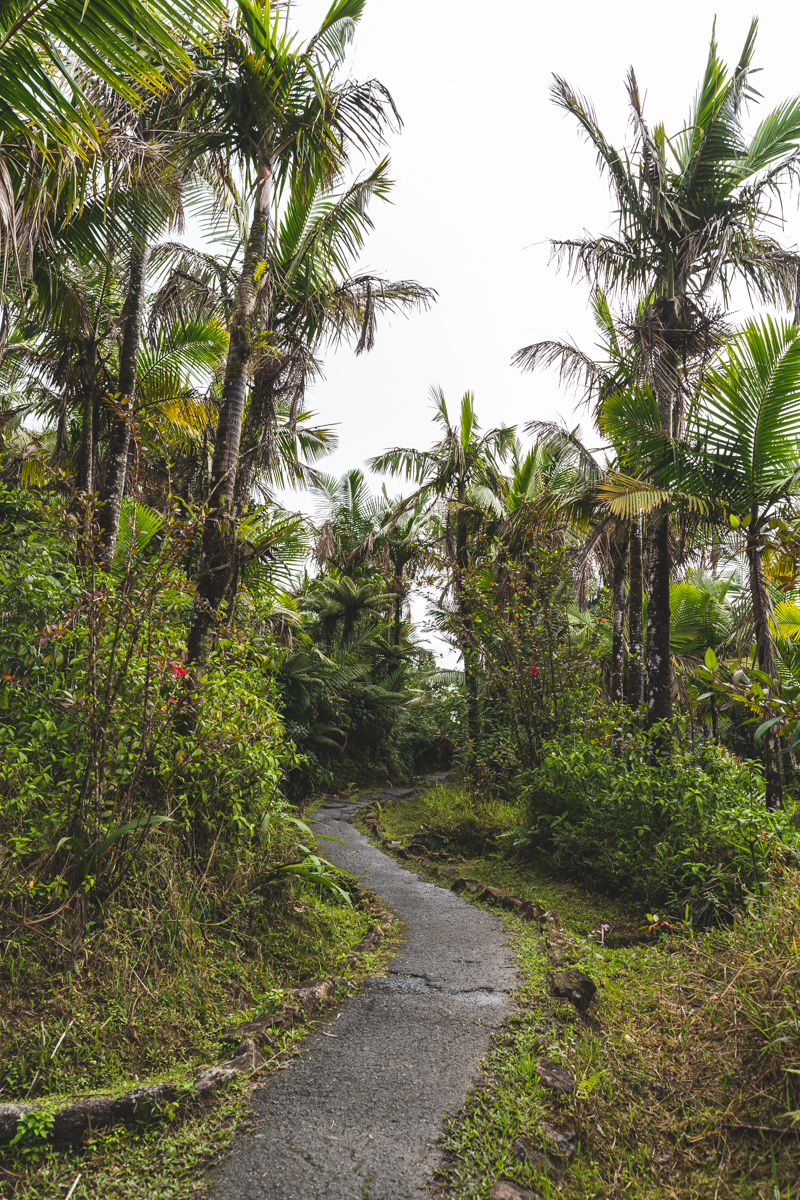 Visiting Puerto Rico El Yunque National RainForest in 2024 The