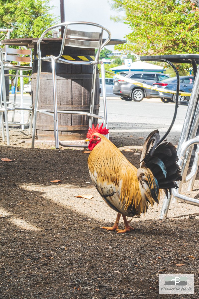 Claudio the rooster in Las Croabas Fajardo