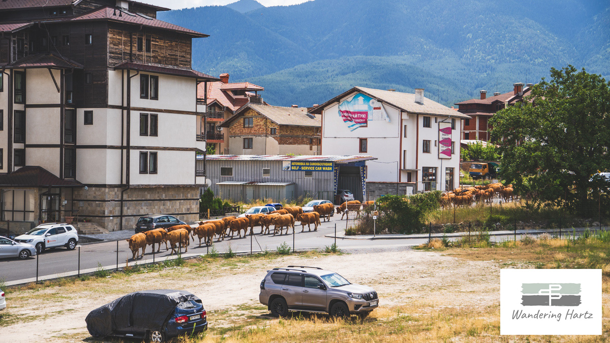 A herd of cows walking through the streets of Bansko