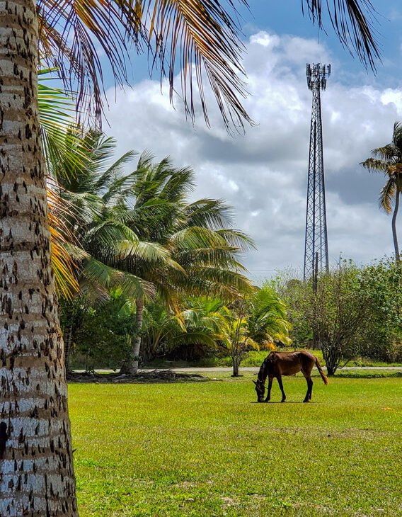 Horse feeding in green field and palm trees at Arecibo Lighthouse park, Puerto Rico