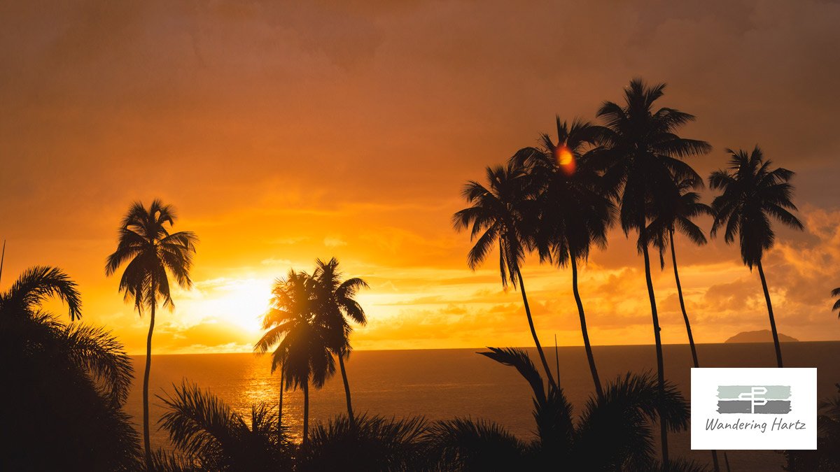 palm trees silhouetted at sunset over Caribbean sea with desecheo island in background and orange colored sky © Joel Hartz