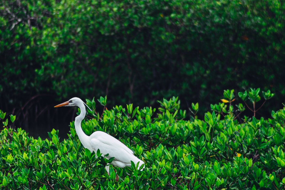 great heron perched in the mangroves