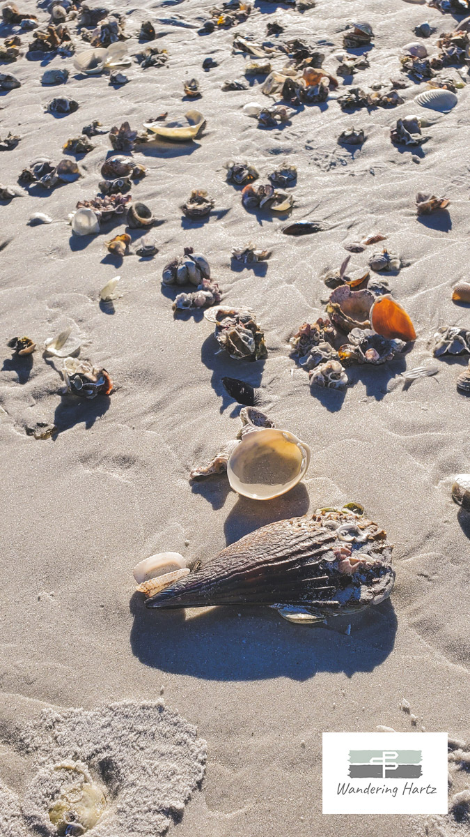 shells lying along the white sandy beach at Fort de Soto park Florida