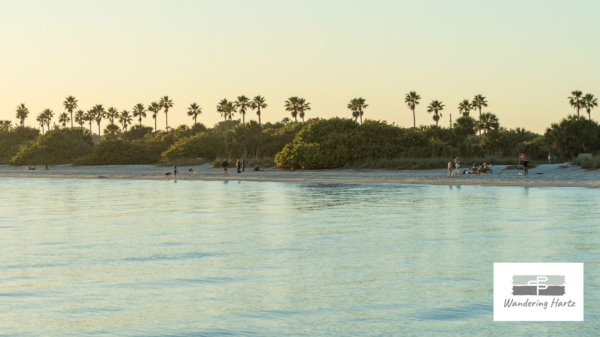 people and their pets enjoying the dog beach at fort de soto park florida in the evening sun